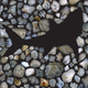 La silhouette d'un requin apparaît au milieu d'un amas de denticules dermiques.